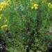 Saint Johnswort